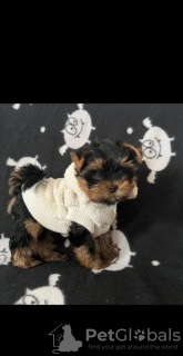 Photo №2 to announcement № 119357 for the sale of yorkshire terrier - buy in Germany private announcement