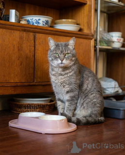 Photo №1.  - for sale in the city of Moscow river | Is free | Announcement № 162987