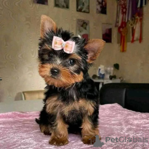 Photo №1. yorkshire terrier - for sale in the city of Stockholm | 402$ | Announcement № 125801