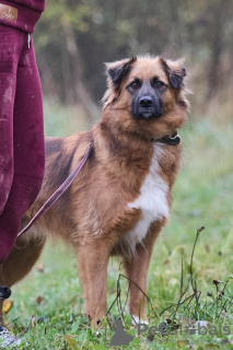 Photo №3. Affectionate, gentle and curious puppy Ciri is looking for a home.. Russian Federation