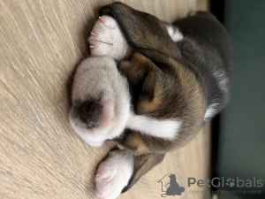 Photo №3. Elite Beagle puppies. Russian Federation