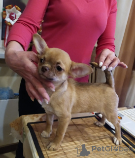 Additional photos: handsome red chihuahua gsh boy