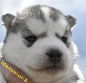 Photo №4. I will sell siberian husky in the city of Syktyvkar. from nursery - price - 333$