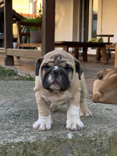 Photo №1. english bulldog - for sale in the city of Belgrade | negotiated | Announcement № 108330