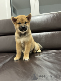 Additional photos: Shiba Inu puppies
