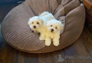 Photo №1. maltese dog - for sale in the city of Hallein | 413$ | Announcement № 172374