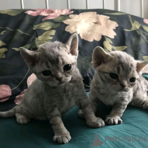 Photo №2 to announcement № 161039 for the sale of devon rex - buy in Finland private announcement, breeder