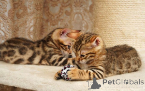 Photo №2 to announcement № 153199 for the sale of bengal cat - buy in Sweden private announcement