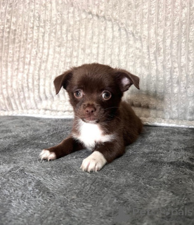 Photo №3. Beautiful chihuahua cross jack Russell puppies. Germany