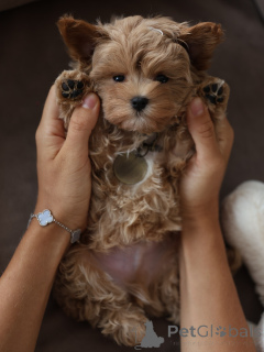 Photo №3. Sweet Maltipoo Puppies Pure Love in a Fluffy Package!. Czech Republic