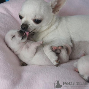 Photo №2 to announcement № 17101 for the sale of chihuahua - buy in Switzerland private announcement, breeder