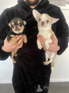 Photo №2 to announcement № 96871 for the sale of chihuahua - buy in United States private announcement