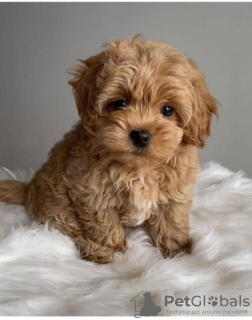 Photo №1. maltipu - for sale in the city of Москва | 355$ | Announcement № 129535