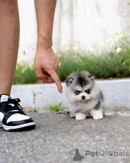 Photo №3. Teacup Shihtzu Welpen sind verfügbar. Germany