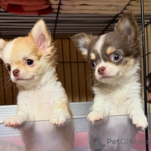 Photo №1. chihuahua - for sale in the city of Berlin | negotiated | Announcement № 152830