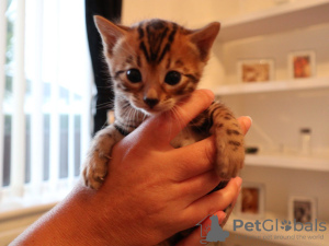 Photo №4. I will sell bengal cat in the city of Berlin. private announcement - price - 423$