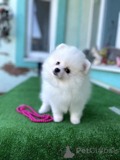 Photo №2 to announcement № 164444 for the sale of pomeranian - buy in Portugal 
