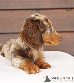 Additional photos: dachshund puppy