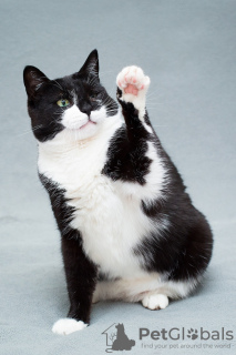 Additional photos: Charming black and white cat Mila with a heart on her paw is looking for the