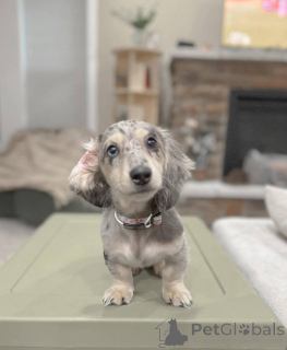 Photo №1. dachshund - for sale in the city of Washington | 650$ | Announcement № 177500