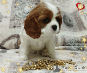 Photo №3. PROMISING GIRL Cavalier King Charles Spaniel. Belarus