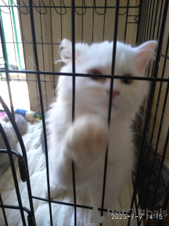 Photo №3. Scottish Straight, Fold and Highland, gray color, white and purple. Georgia