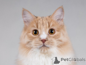 Photo №4. I will sell  in the city of Москва. private announcement - price - Is free