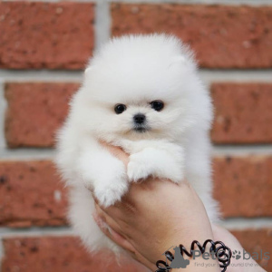 Photo №1. pomeranian - for sale in the city of Франкфурт-на-Майне | 380$ | Announcement № 127328