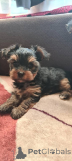Photo №2 to announcement № 135237 for the sale of yorkshire terrier - buy in Poland from nursery