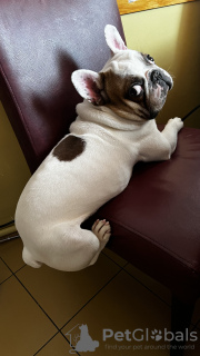 Photo №1. french bulldog - for sale in the city of Lviv | negotiated | Announcement № 83988