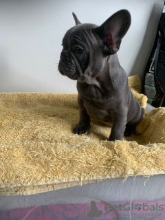 Photo №1. french bulldog - for sale in the city of Berlin | 370$ | Announcement № 99337