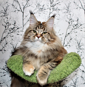 Photo №1. maine coon - for sale in the city of Москва | Negotiated | Announcement № 4983
