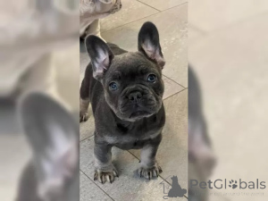 Photo №2 to announcement № 136642 for the sale of french bulldog - buy in Germany 