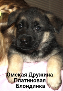 Photo №3. VEO puppies. Russian Federation