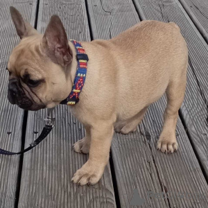 Photo №1. french bulldog - for sale in the city of Dusseldorf | negotiated | Announcement № 157583