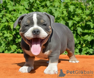 Photo №1. american bully - for sale in the city of St. Petersburg | 581$ | Announcement № 101130
