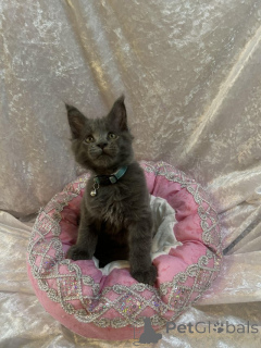 Photo №2 to announcement № 155200 for the sale of maine coon - buy in Switzerland private announcement