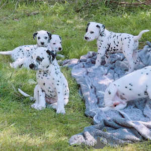 Photo №2 to announcement № 161547 for the sale of dalmatian dog - buy in Germany private announcement
