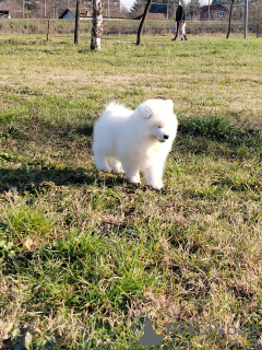 Photo №4. I will sell samoyed dog in the city of Belgrade. breeder - price - negotiated