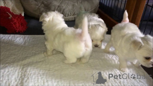 Photo №4. I will sell maltese dog in the city of Lisberg. private announcement - price - 599$