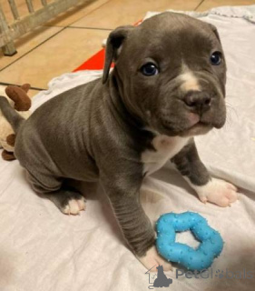 Photo №1. american pit bull terrier - for sale in the city of Zürich | negotiated | Announcement № 143062