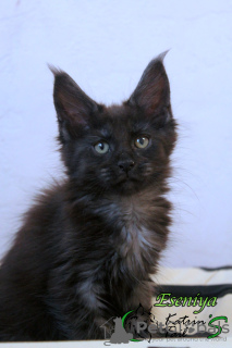 Photo №2 to announcement № 18128 for the sale of maine coon - buy in Russian Federation private announcement, from nursery, breeder