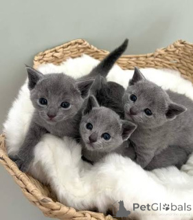 Photo №2 to announcement № 173605 for the sale of russian blue - buy in Cyprus private announcement, breeder