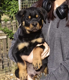 Photo №2 to announcement № 146094 for the sale of rottweiler - buy in Serbia private announcement