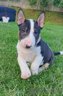 Photo №2 to announcement № 62338 for the sale of bull terrier - buy in Poland breeder