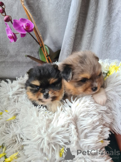 Photo №2 to announcement № 103338 for the sale of pomeranian - buy in United States private announcement