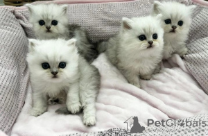 Photo №1. persian cat - for sale in the city of Штутгарт | Is free | Announcement № 99798