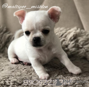 Photo №1. chihuahua - for sale in the city of Voronezh | 725$ | Announcement № 9631