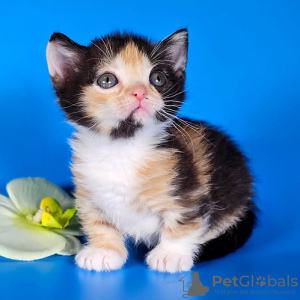 Photo №1. munchkin - for sale in the city of Vilnius | negotiated | Announcement № 134002
