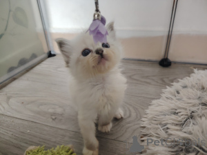 Photo №2 to announcement № 165810 for the sale of ragdoll - buy in Belgium private announcement